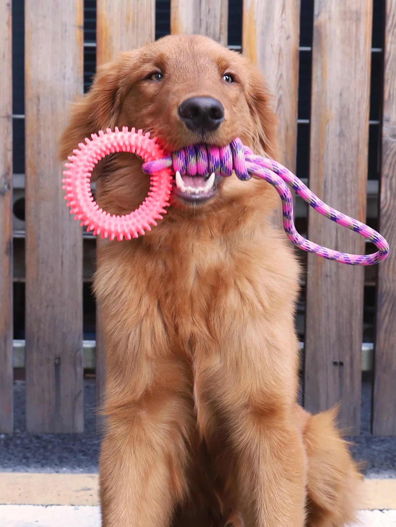 Spike 'n' Play Training Ring