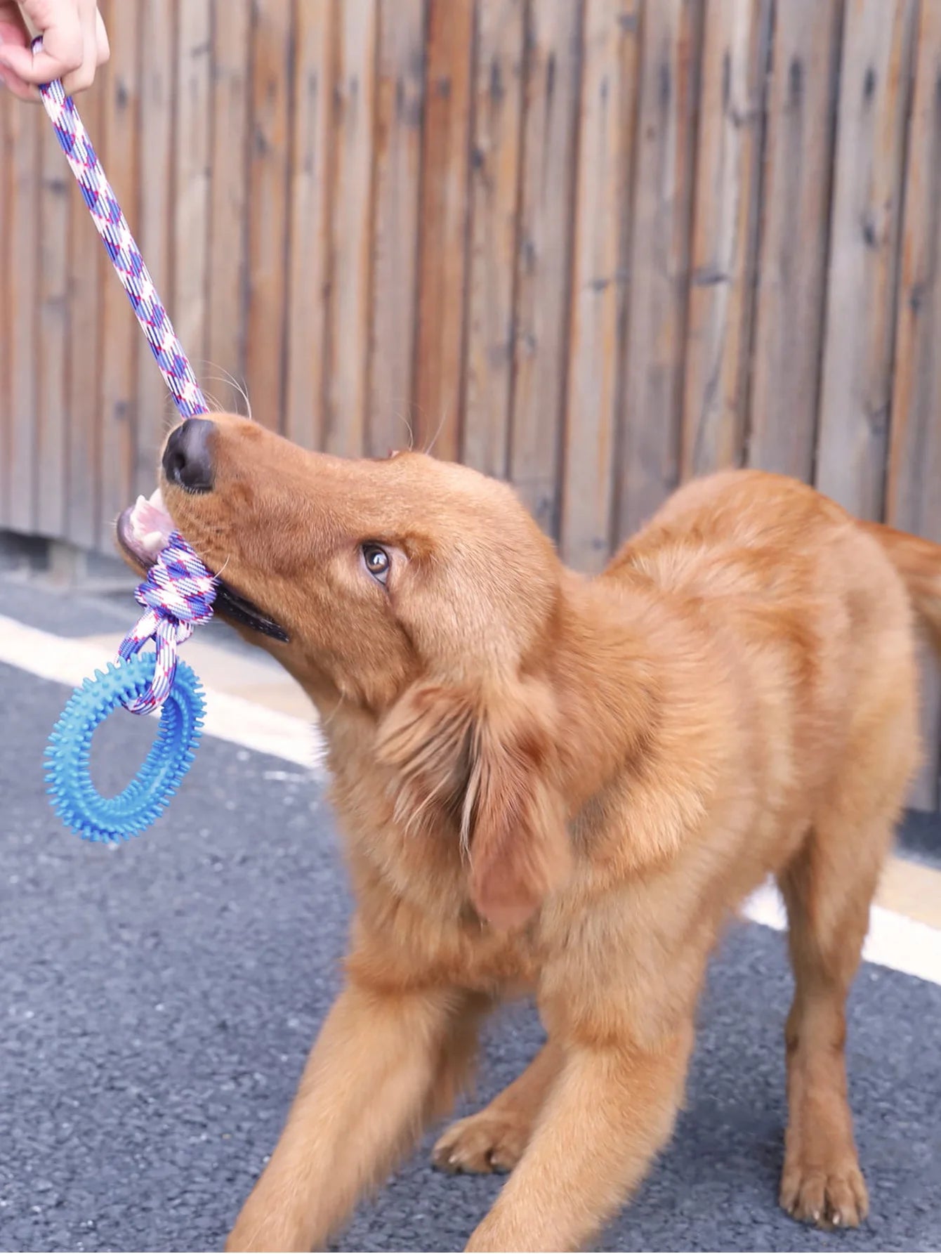 Spike 'n' Play Training Ring