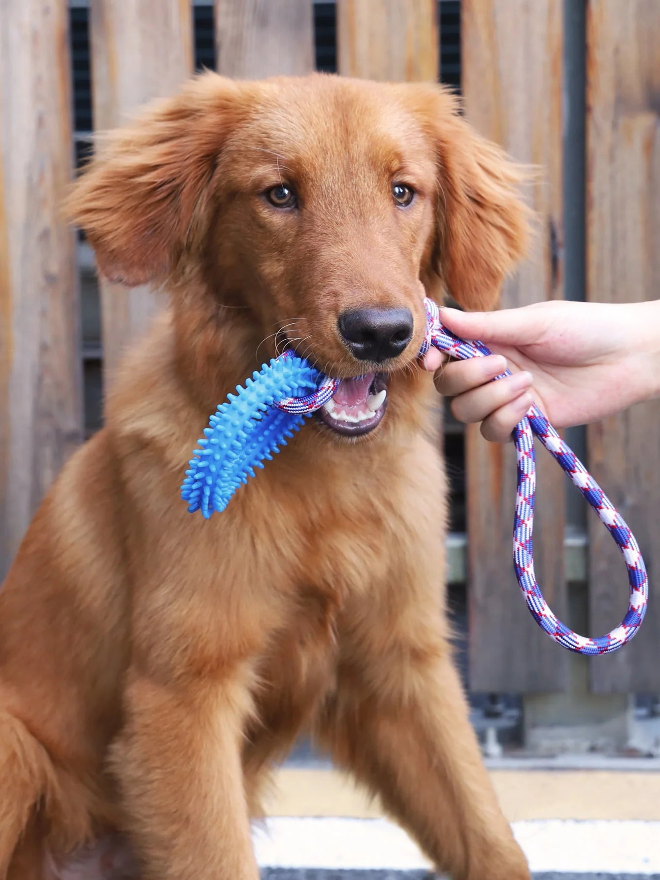 Spike 'n' Play Training Ring