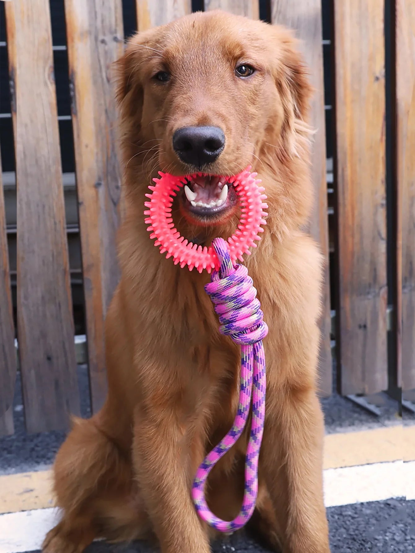 Spike 'n' Play Training Ring