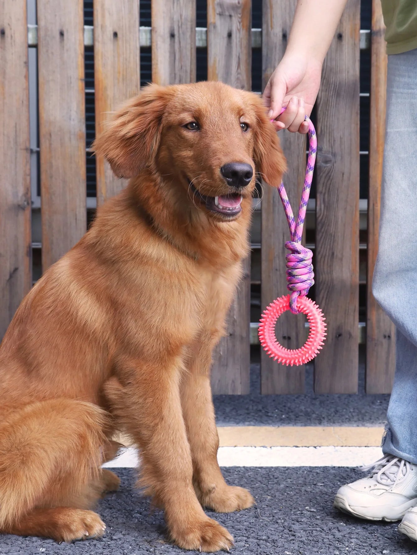 Spike 'n' Play Training Ring